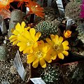 Rebutia