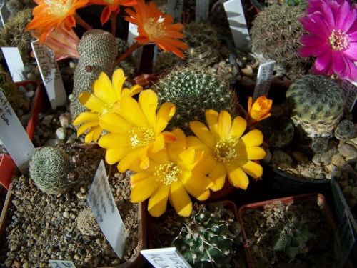 Rebutia