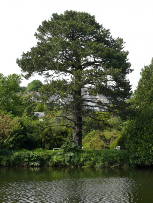 Letni spacer po parku (lato 2008) - stara sosna nad brzegiem rzeki #drzewo #natura #przyroda #plener #niebo #krajobraz