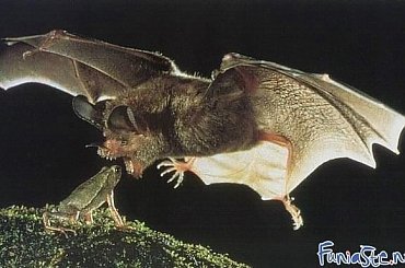 Bo NIEEEEEEEEE!!! #humor #dowcip #śmieszne #smieszne