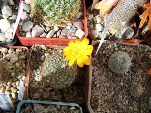 Rebutia marsoneri