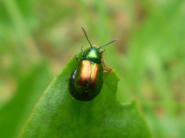 Kałdunica zielona - Gastrophysa viridula . Data : 22.05.2008. Miejscowość : Piaski Wielkopolskie .