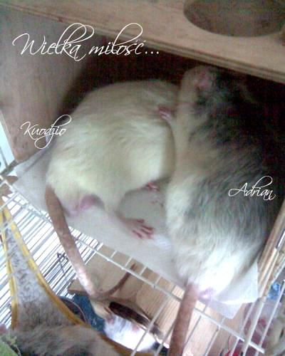Kuodzio i Adrianek zakochani po pachy :) #szczur #szczurek #kuodzio #adrian #chyna
