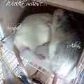 Kuodzio i Adrianek zakochani po pachy :) #szczur #szczurek #kuodzio #adrian #chyna