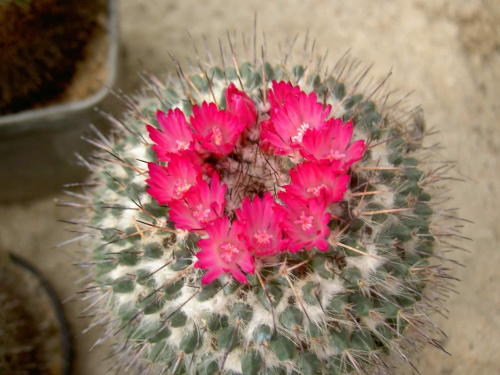 Kwitnący kaktus #kaktusy