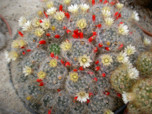 Piękne ma kwiatki. #kaktusy