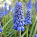 #kwiat #kwiaty #niebieski #błekitny