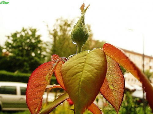 Kap, kap plyna deszczowe lzy...