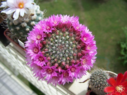 Mammillaria berkiana