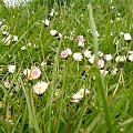 Trawie zawsze towarzyszą stokrotki i inne małe kwiatuszki ;) #bornholm #dania #ronne #morze #bałtyckie #brzeg #bałtyk #stokrotka #kwiat #kwiatek