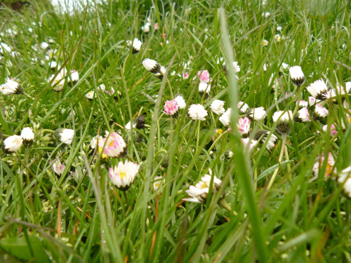 Trawie zawsze towarzyszą stokrotki i inne małe kwiatuszki ;) #bornholm #dania #ronne #morze #bałtyckie #brzeg #bałtyk #stokrotka #kwiat #kwiatek