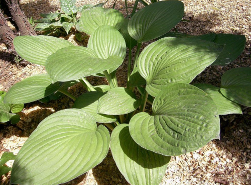 Hosta ventricosa #byliny #hosta #ogrod #przyroda