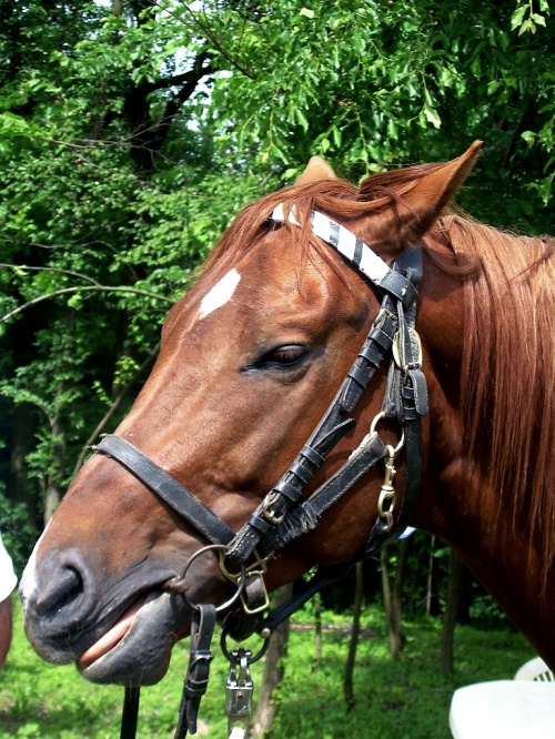 :))) #koń #konie