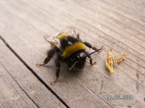 #makro #pszczoła