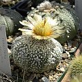 Astrophytum asterias cv supercabuto