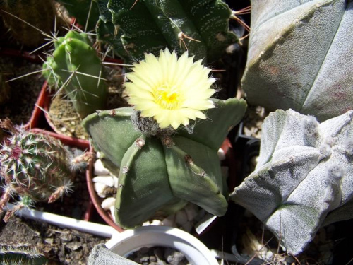 Astrophytum myriostigma v. nudum