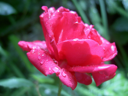 Zapłakana róża #róże