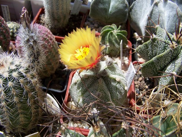 Astrophytum hybryd