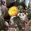 Astrophytum hybryd