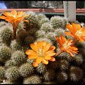 061.Rebutia pseudodeminuta