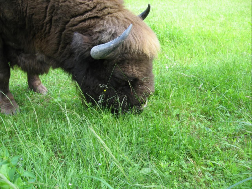 Białowieża, 2008.06 #Białowieża