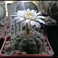 325.Gymnocalycium quehlianum SE 6