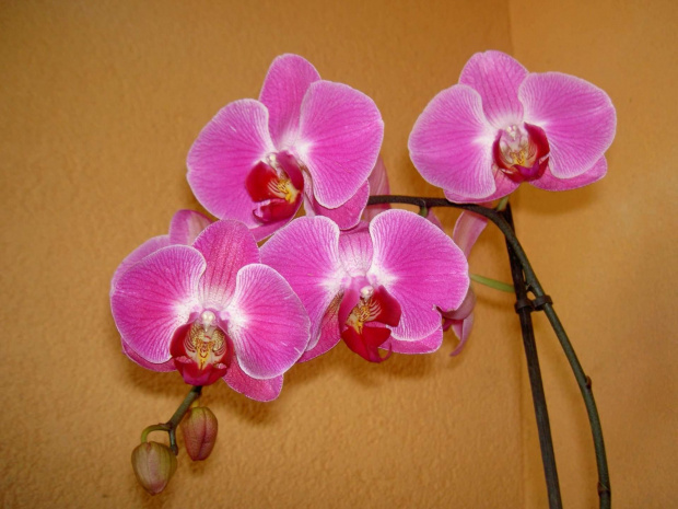 Orchidea......kupiłam sobie kwiatka. #storczyki