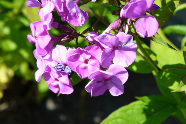 Floks #Roślina #ogród #przyroda #flora #fauna #kwiat #botanika