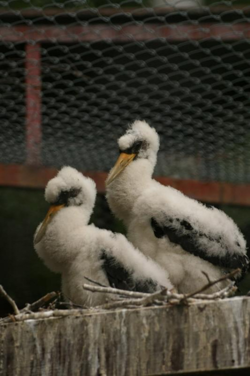 bydgoszcz zoo