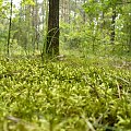 Mech w lesie #las #rośliny #przyroda #drzewa #łąka #flora #fauna