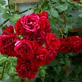 #kwiaty #róża #róże #nasielsk