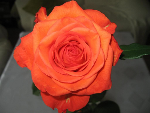 SPUTNIK - najnowsza odmiana róży
