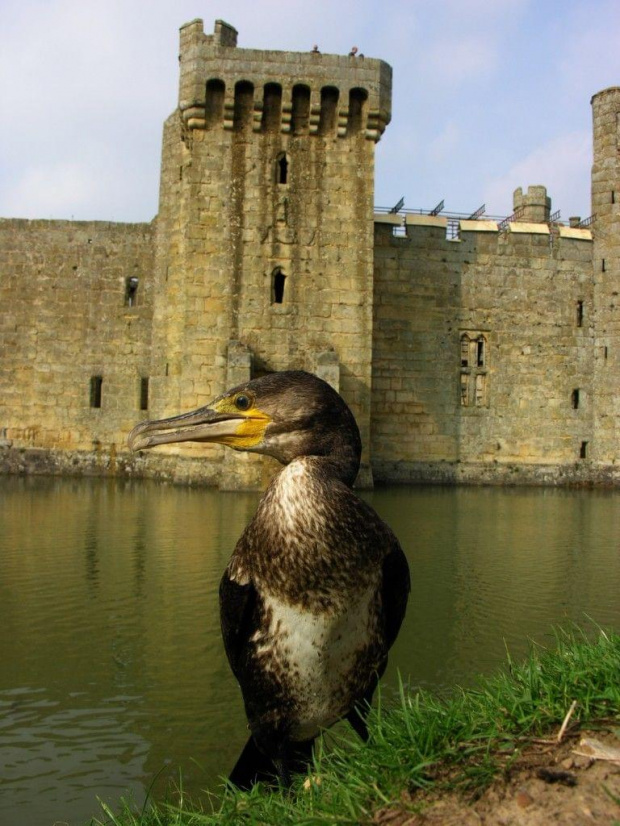 Bodiam Castle, East Sussex #Zamki