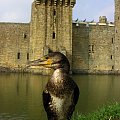 Bodiam Castle, East Sussex #Zamki