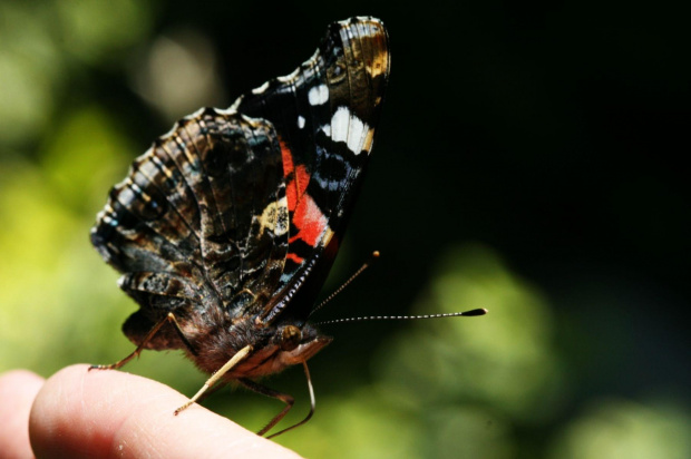 Rusałka admirał (Vanessa atalanta) #makro