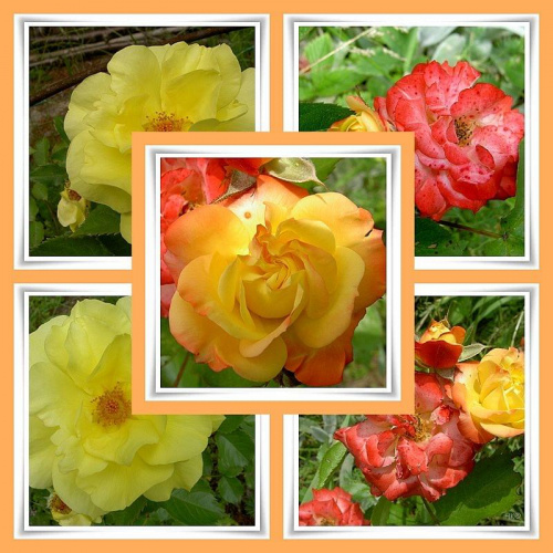 Z mojej ogromnej kolekcji róż kilka... #róże #WOgrodzie #piękno #Rumba #Chopin