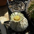 Astrophytum asterias cv supercabuto