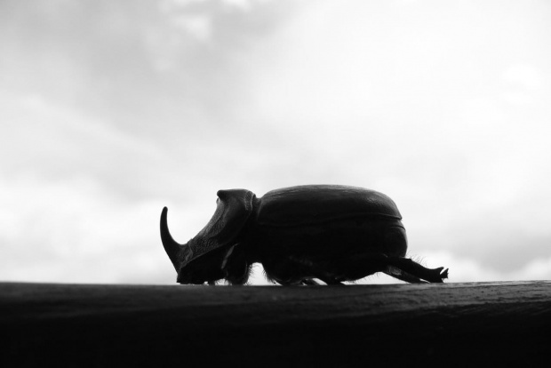 Rohatyniec nosorożec #rohatyniec #nosorożec #żuk #żuczek #robal #owad