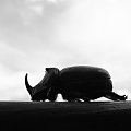 Rohatyniec nosorożec #rohatyniec #nosorożec #żuk #żuczek #robal #owad