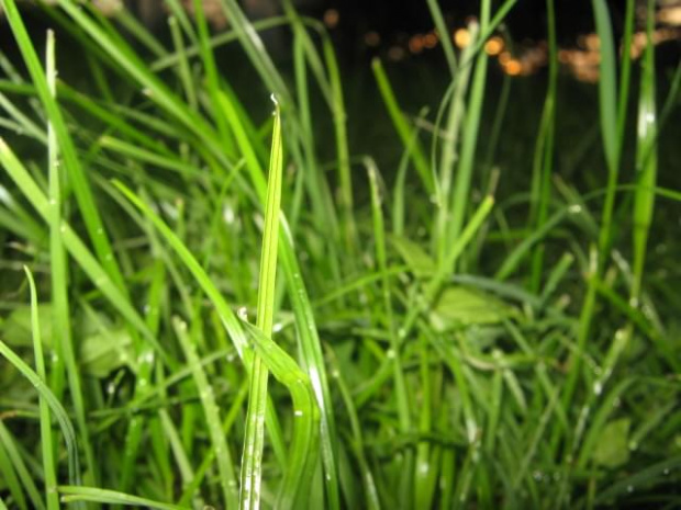 W trawie ;0 #trawa #noc #lato