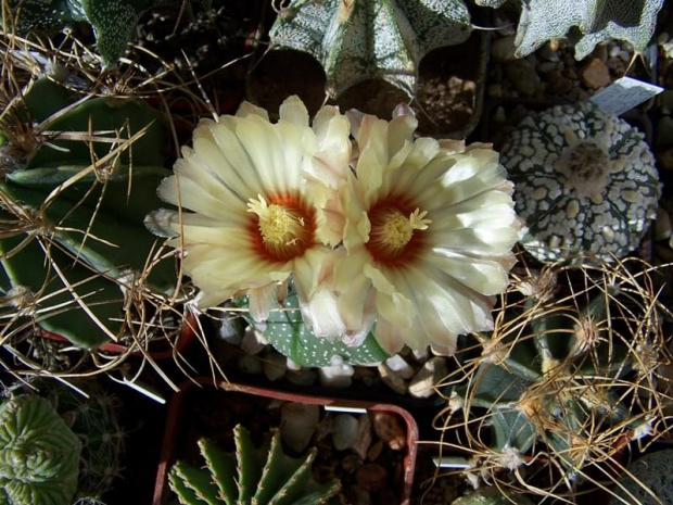 Astrophytum asterias