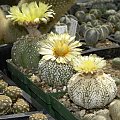 Astrophytum asterias cv supercabuto