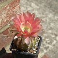 Echinopsis sp.