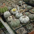 Astrophytum asterias