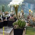 Echinopsis sp.