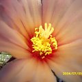 Astrophytum