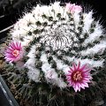 Mammillaria