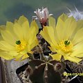 Echinopsis subinermis