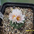 Turbinicarpus lophophroides le tablas