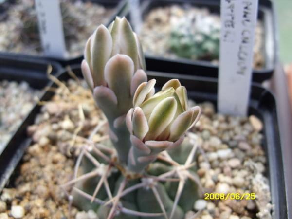 Gymnocalycium vatterii